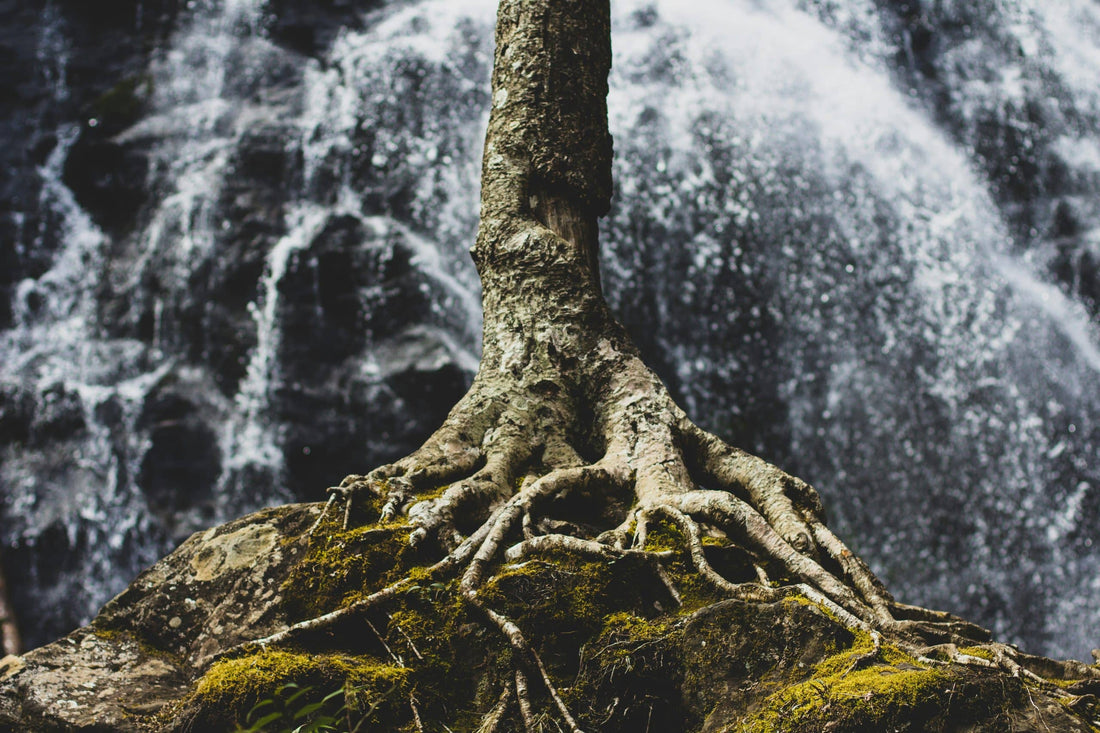 Die verborgenen Allianzen der Natur
