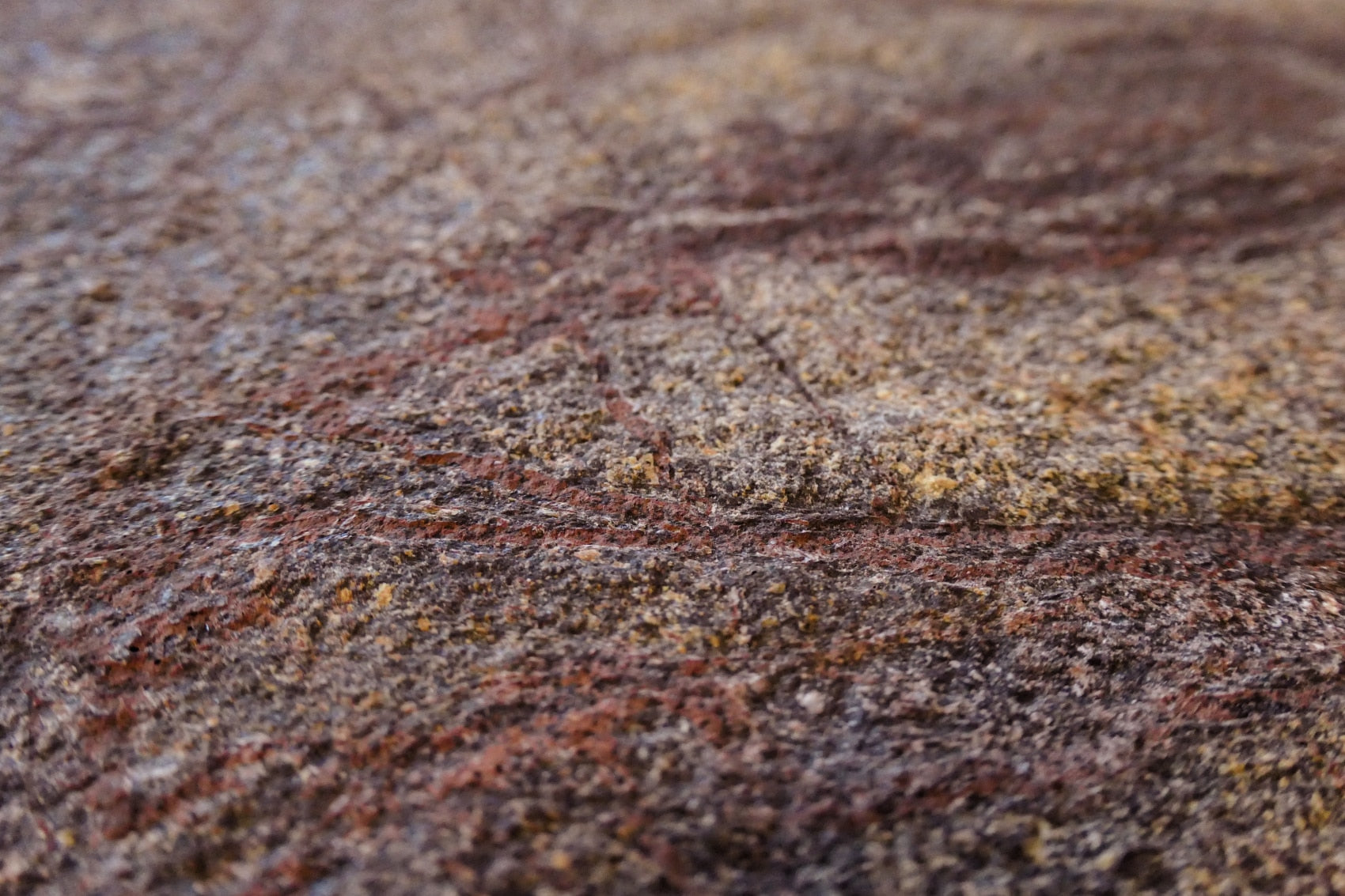 Rainforest Brown