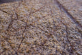 Rainforest Brown