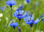 Cornflower Blue