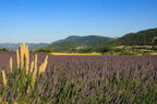 Lavender Medium