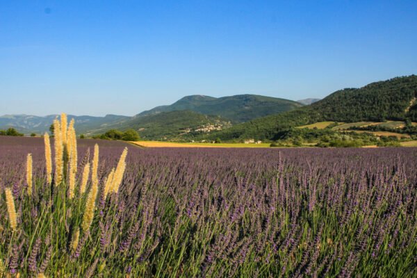 Lavender Medium