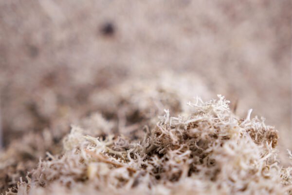 Moss Grey