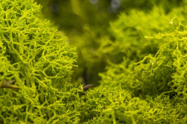 Moss Light Green
