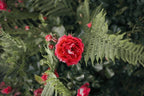 Rose Petals