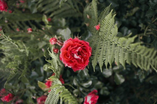 Rose Petals