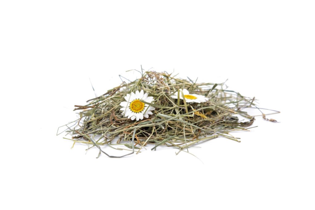 Wildspitze Daisies