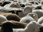Wool