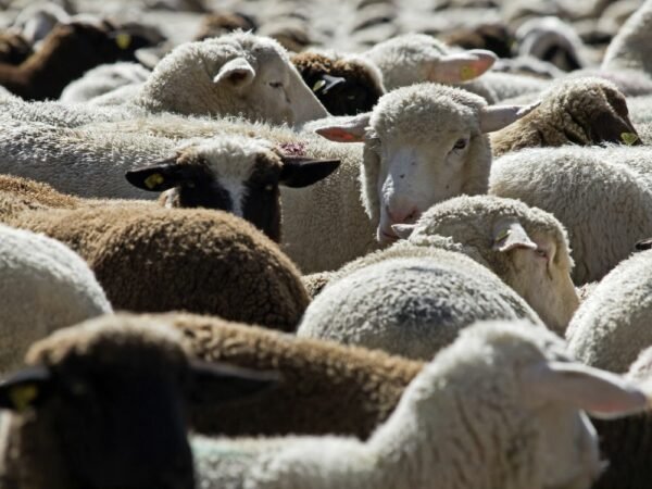 Wool